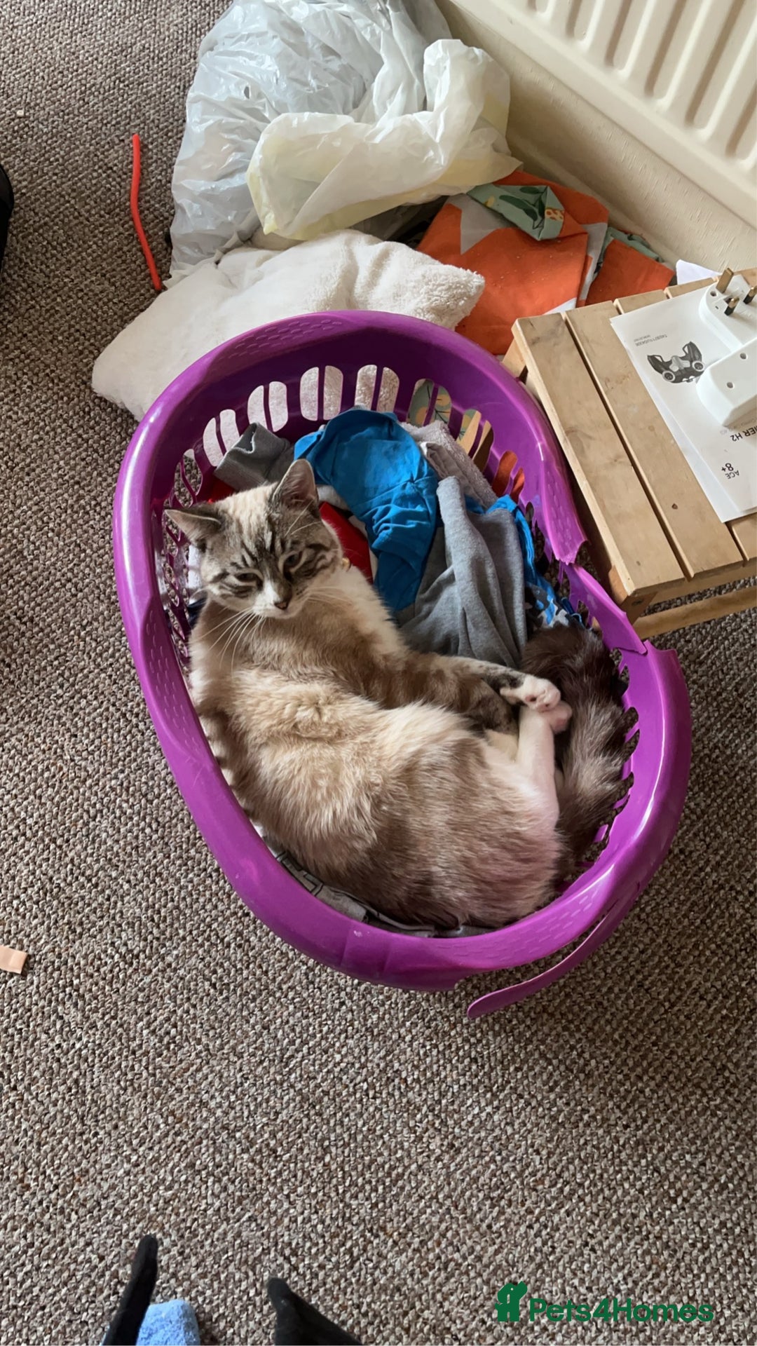 Ragdoll cats for sale: Milo & Smudge - Image 6