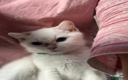 British Shorthair cats for sale: Beautiful golden white British short hair  - Image 18