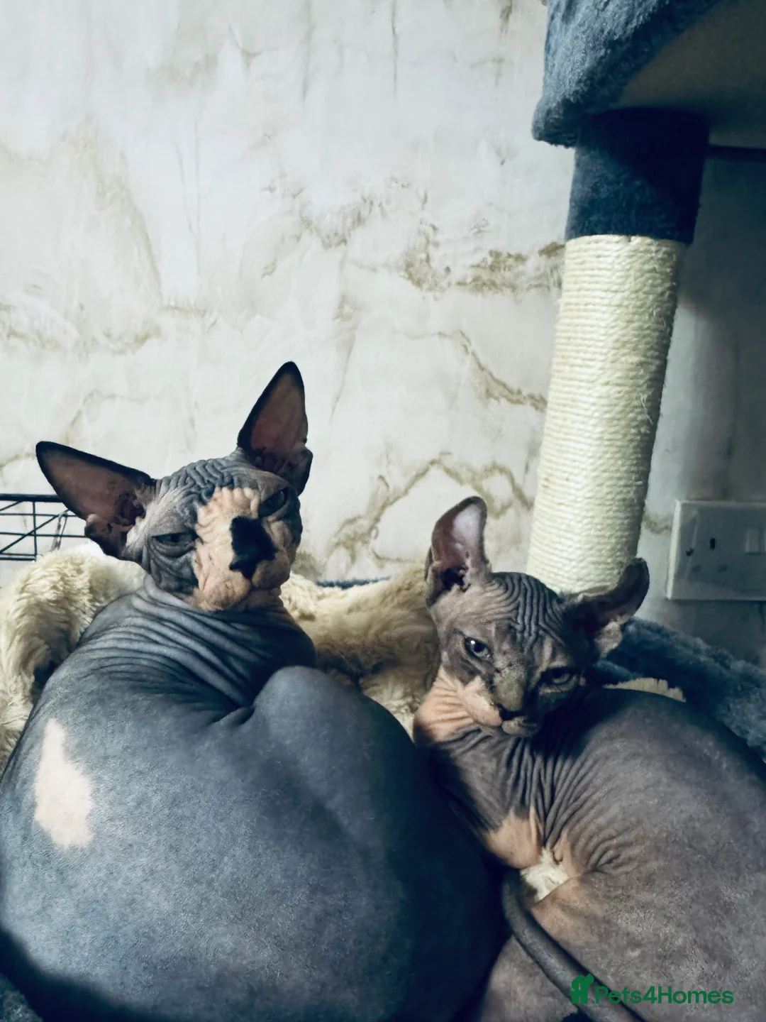 Sphynx cats for sale: Kitten girl 4 months  and 6 month boy  - Advert 8