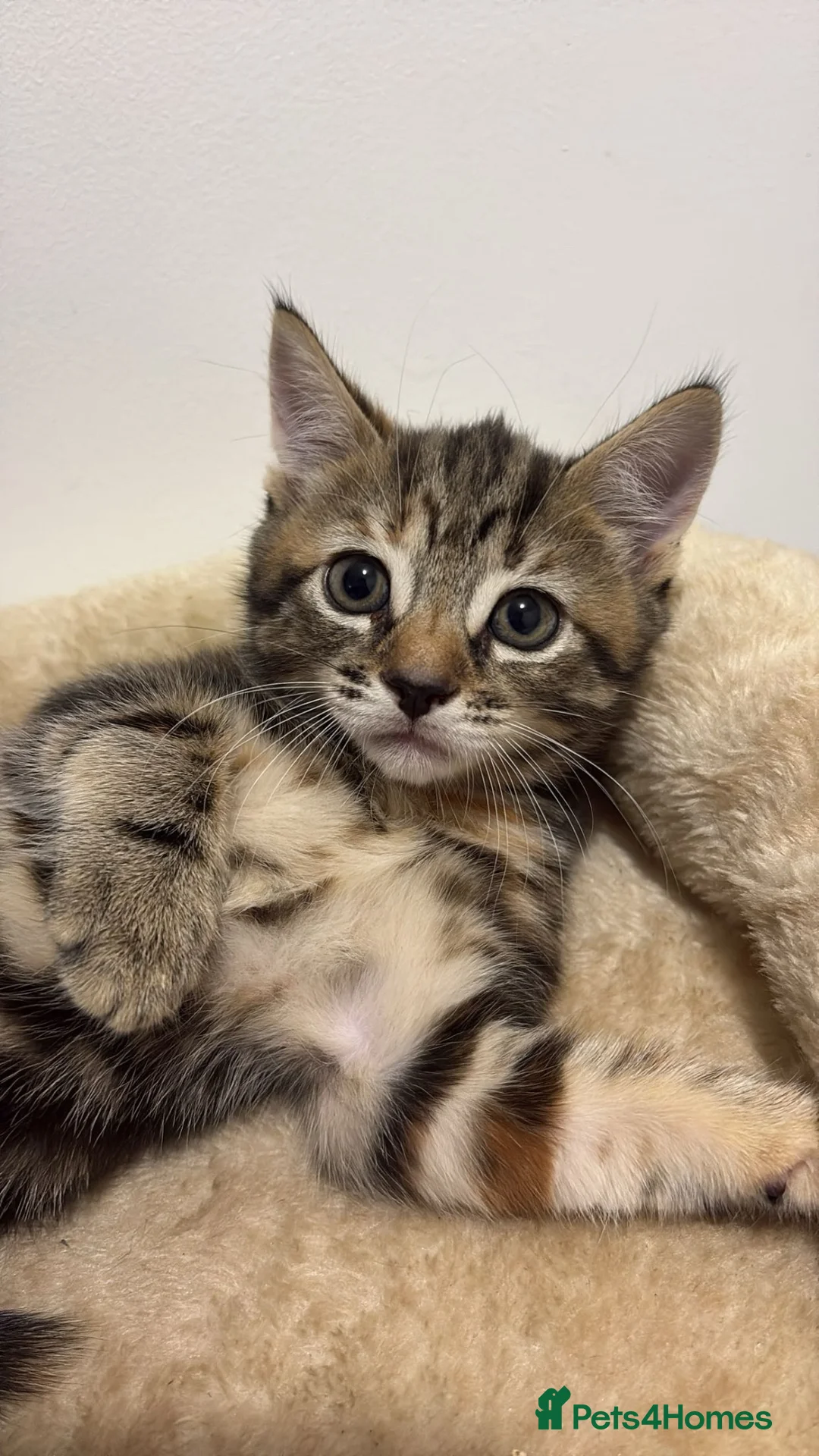 Mixed Breed cats for sale: Beautiful Calico female kitten - READY TO LEAVE! - Advert 6