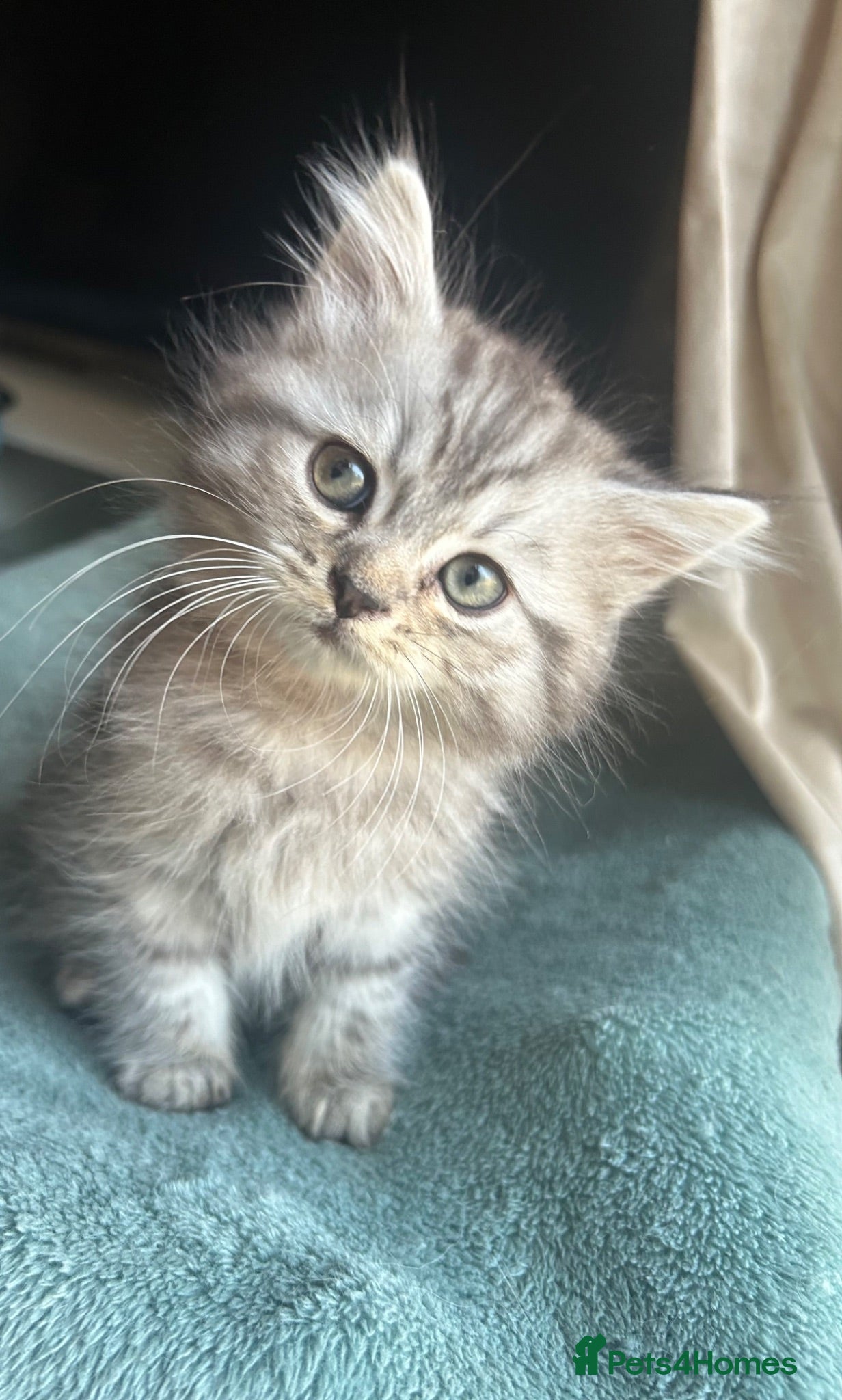 Persian cats 3 Cute Half Persian Kittens left  - Advert 1
