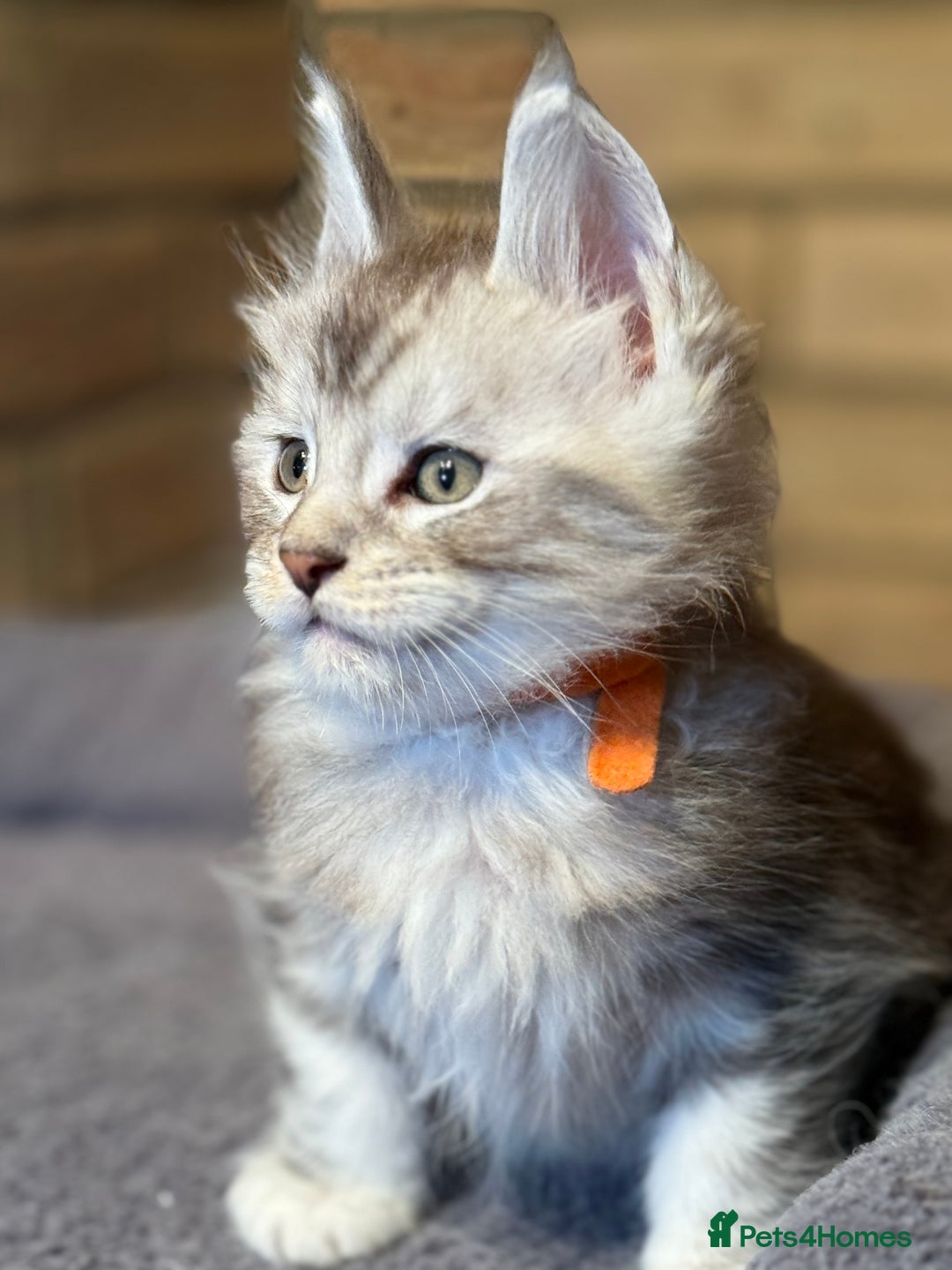 Maine Coon cats for sale: 6 STUNNING PEDIGREE TICA REG MAINE COON KITTENS - Advert 15