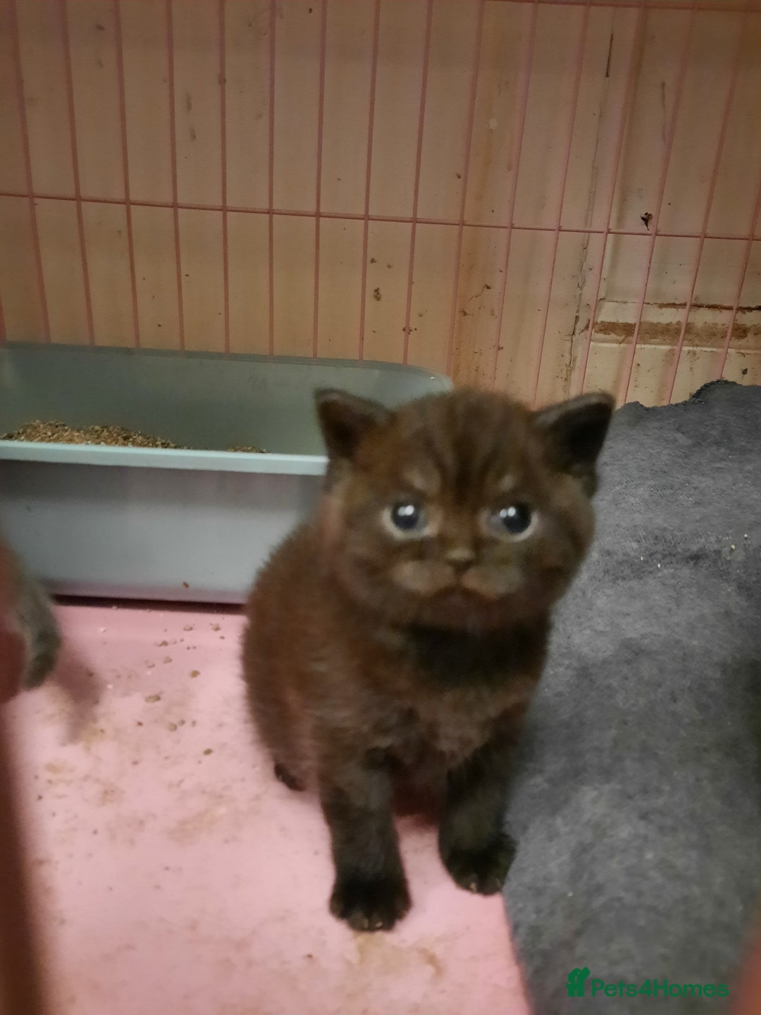 British Shorthair cats for sale: Little british shorthair kittens  - Image 14