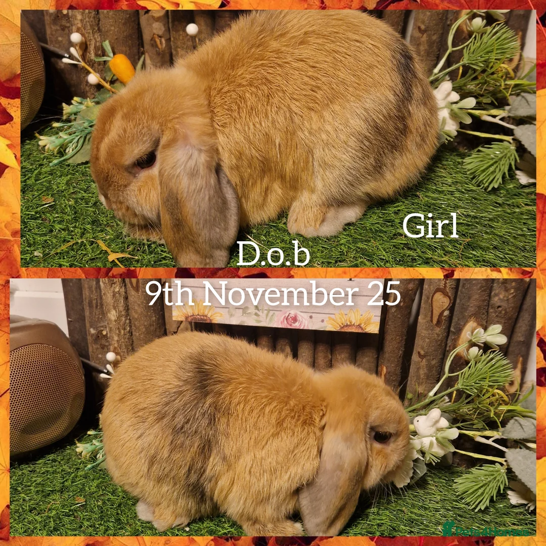 Mini Lop rabbits for sale: Mini lop kits  - Advert 4