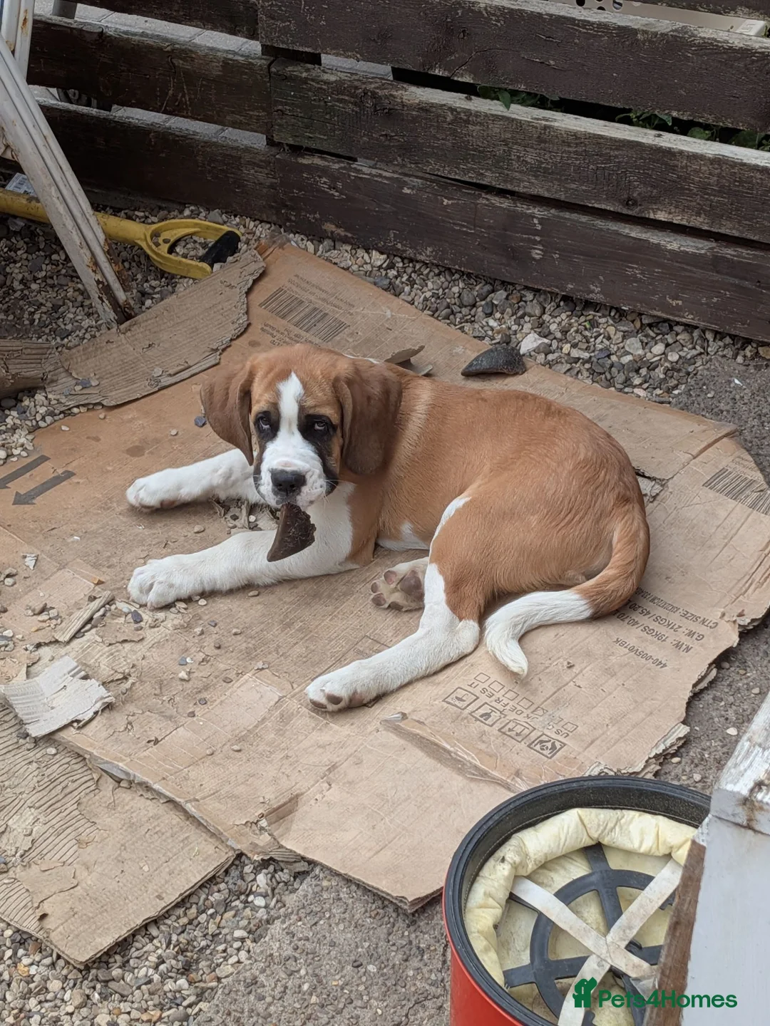 Saint Bernard dogs for sale: Handsome bari  - Advert 4