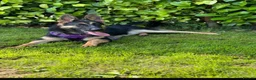 German Shepherd dogs for sale: GERMAN SHEPHERD PUPPIES 4 BOYS & 2 GIRLS - Advert 10