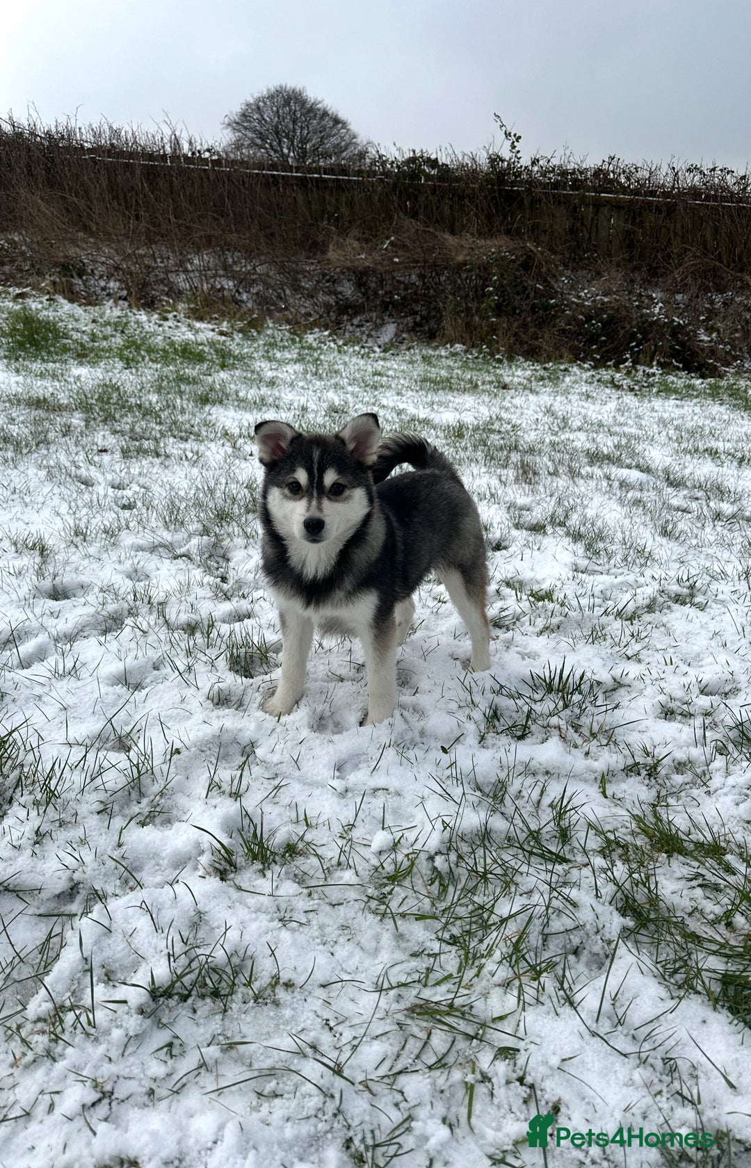 Pomsky dogs for sale: F3 perfect husky markings male Pomsky puppy  - Advert 8