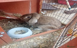 Mixed Breed rabbits for sale: Beautiful rabbits - Advert 5