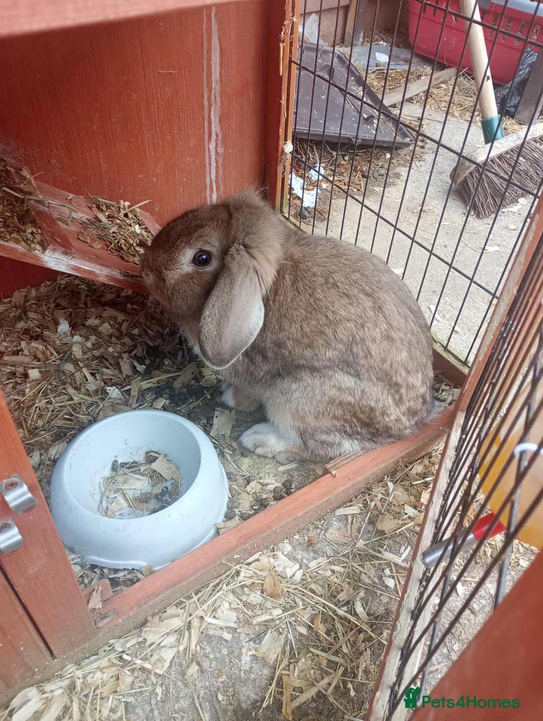Mixed Breed rabbits for sale: Beautiful rabbits - Advert 5