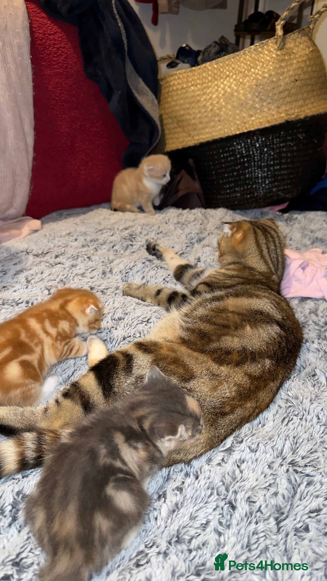 Scottish Fold cats for sale: Scottish Fold Kittens ready for Loving Homes - Image 11