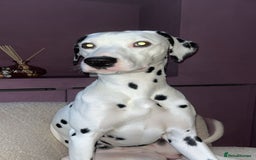 Dalmatian dogs for sale: Dalmation  - Image 4