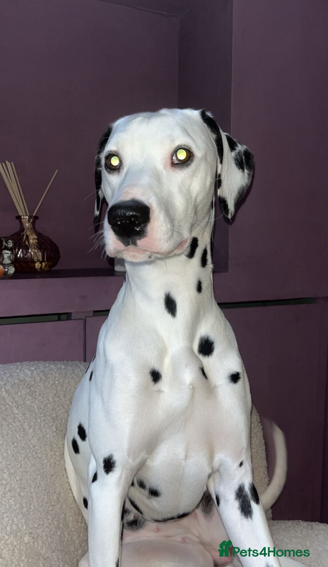 Dalmatian dogs for sale: Dalmation  - Image 4
