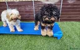 Cockapoo dogs for sale: F3 cockapoo  - Image 39
