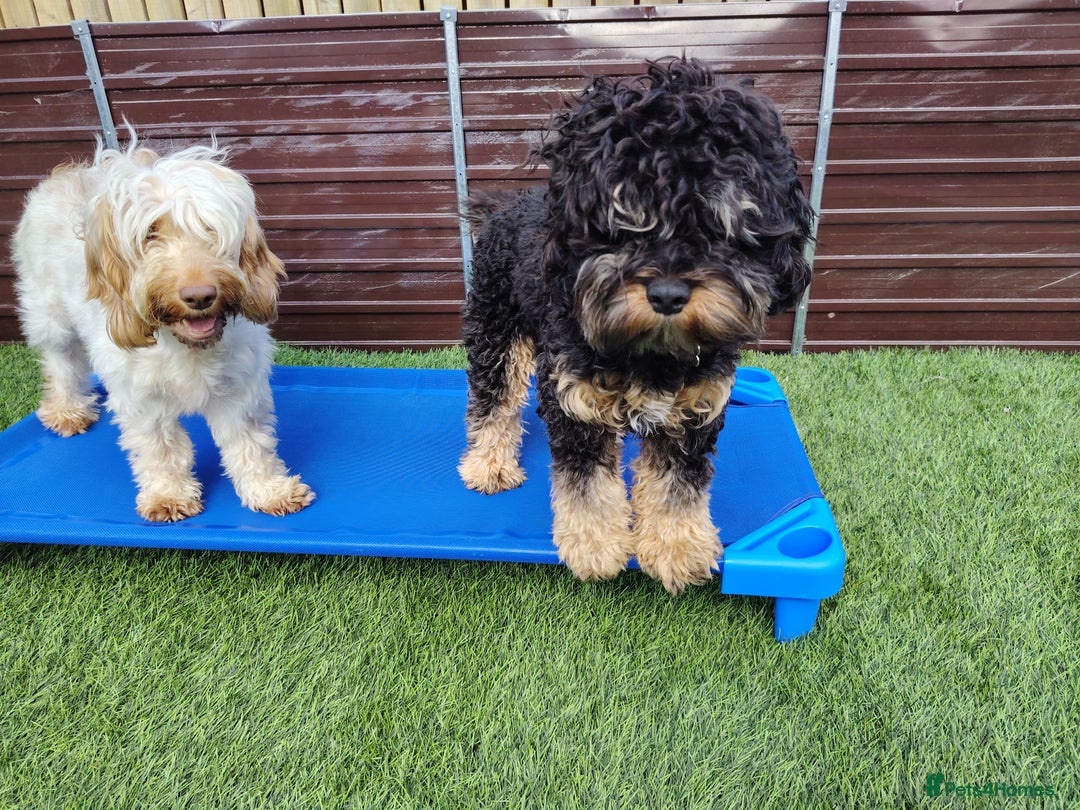 Cockapoo dogs for sale: F3 cockapoo  - Image 39