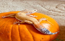 Leopard Gecko reptiles for sale: Bailey, very active. Comes with his enclosure  - Image 2
