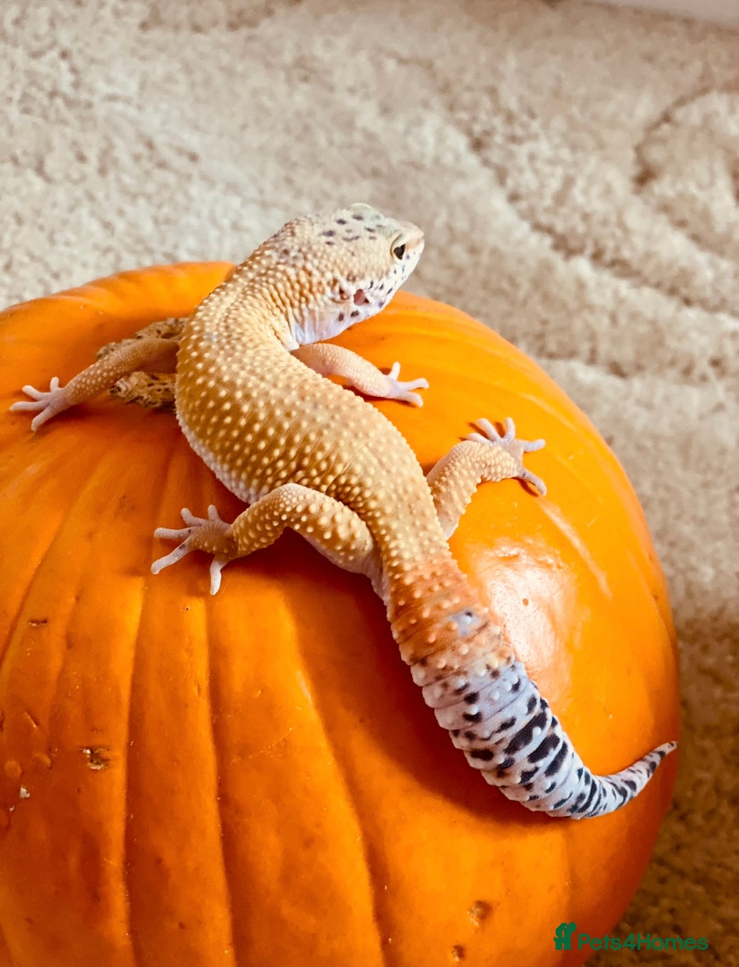 Leopard Gecko reptiles for sale: Bailey, very active. Comes with his enclosure  - Image 2