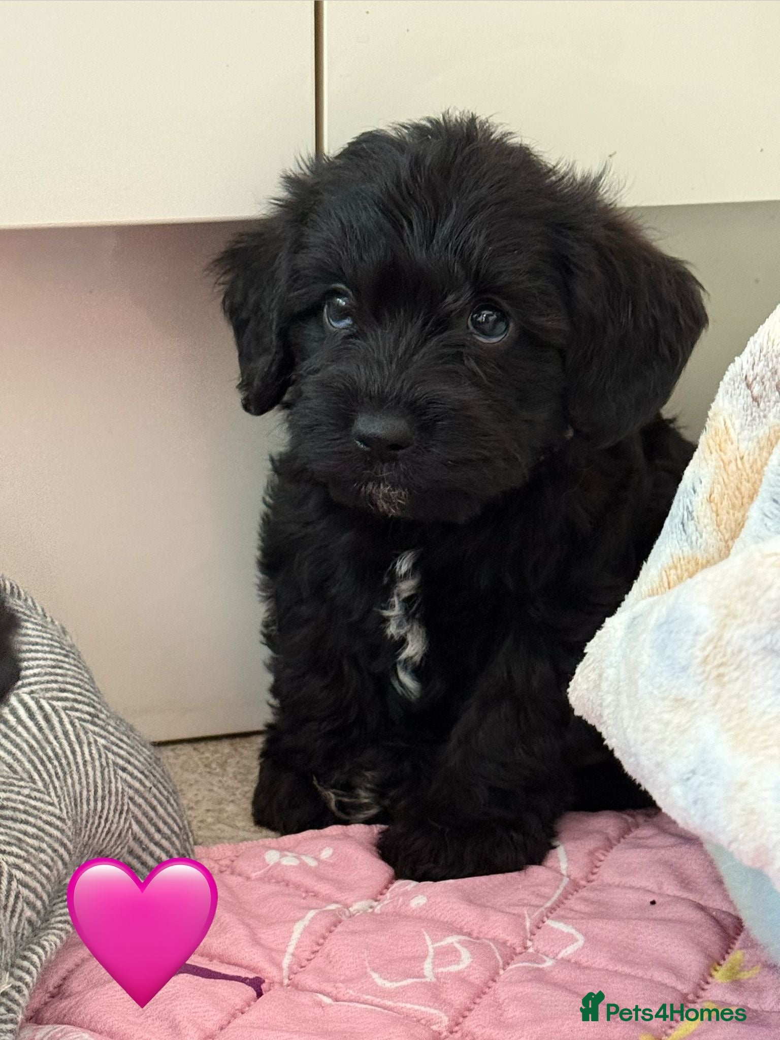 Miniature Schnauzer dogs Beautiful Litter Mini Schnauzer X Mini Poodle - Advert 2