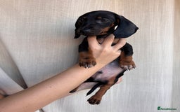 Dachshund dogs for sale: DACHSHUND PUPPIES FOR SALE  - Image 3