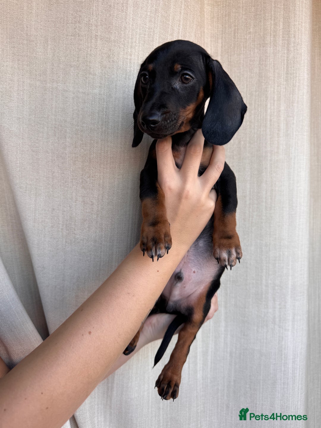 Dachshund dogs for sale: DACHSHUND PUPPIES FOR SALE  - Image 3