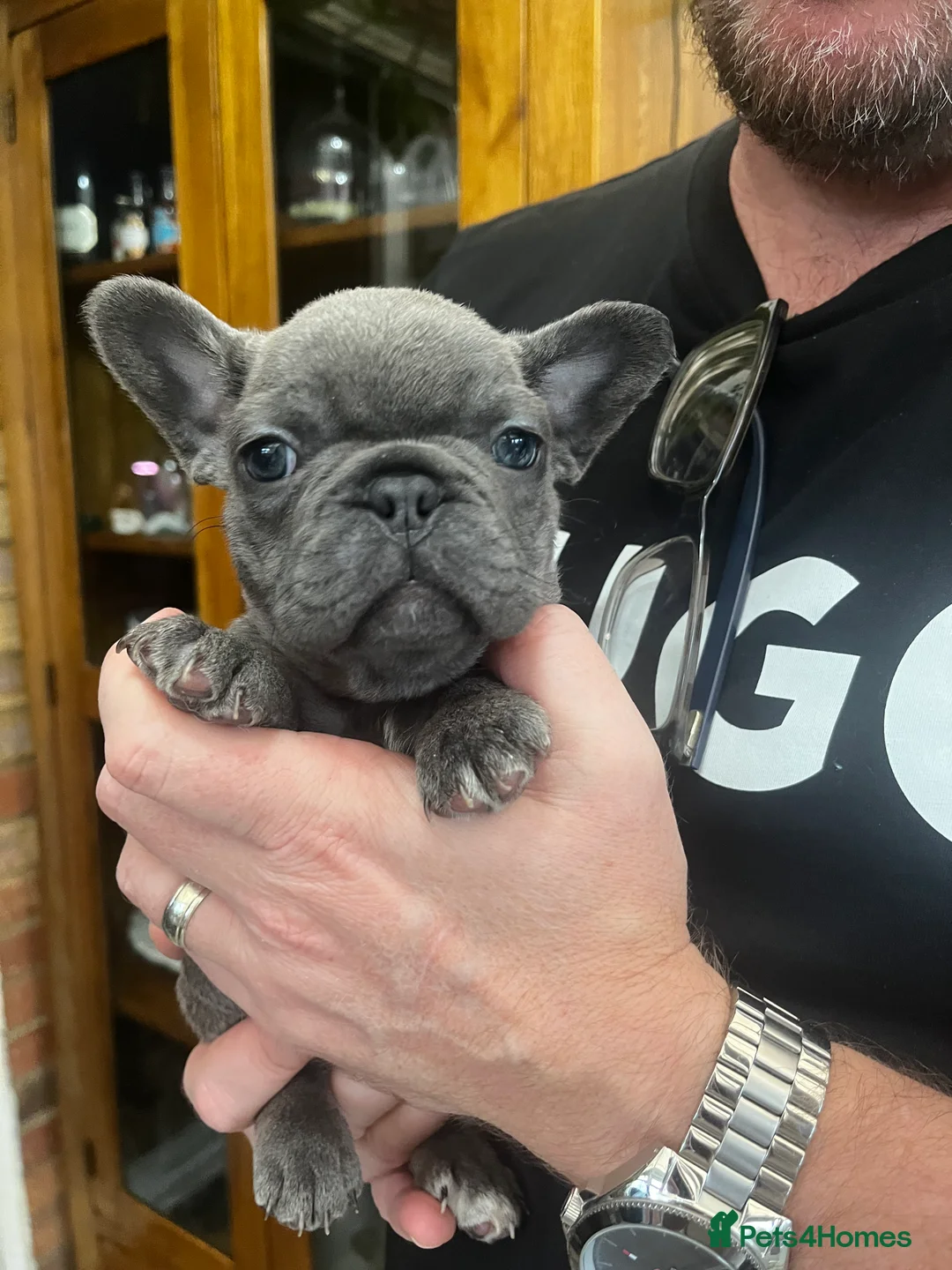 French Bulldog dogs for sale: Gorgeous KC Reg Blue and Lilac Frenchies Babies - Advert 11