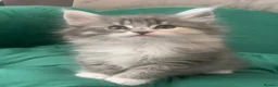 Maine Coon cats for sale: Beautiful Maine Coon x kittens x 5  - Advert 6