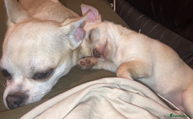 Chihuahua dogs - Advert 3