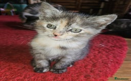 Mixed Breed cats for sale: Quarter persian fluffy kittens for sale - Image 26