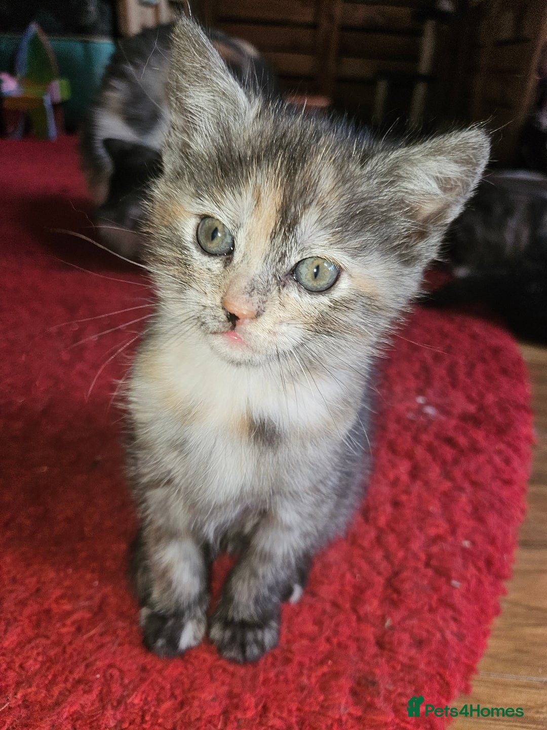 Mixed Breed cats for sale: Quarter persian fluffy kittens for sale - Image 26