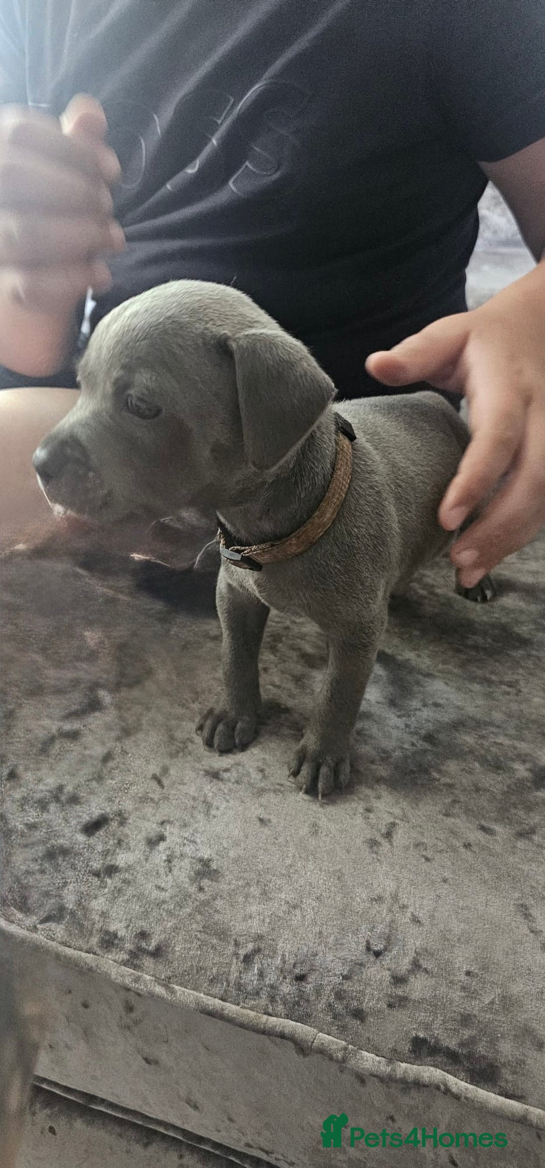 Staffordshire Bull Terrier dogs for sale: Staffordshire Bull Terrier Puppies for Sale - Image 9