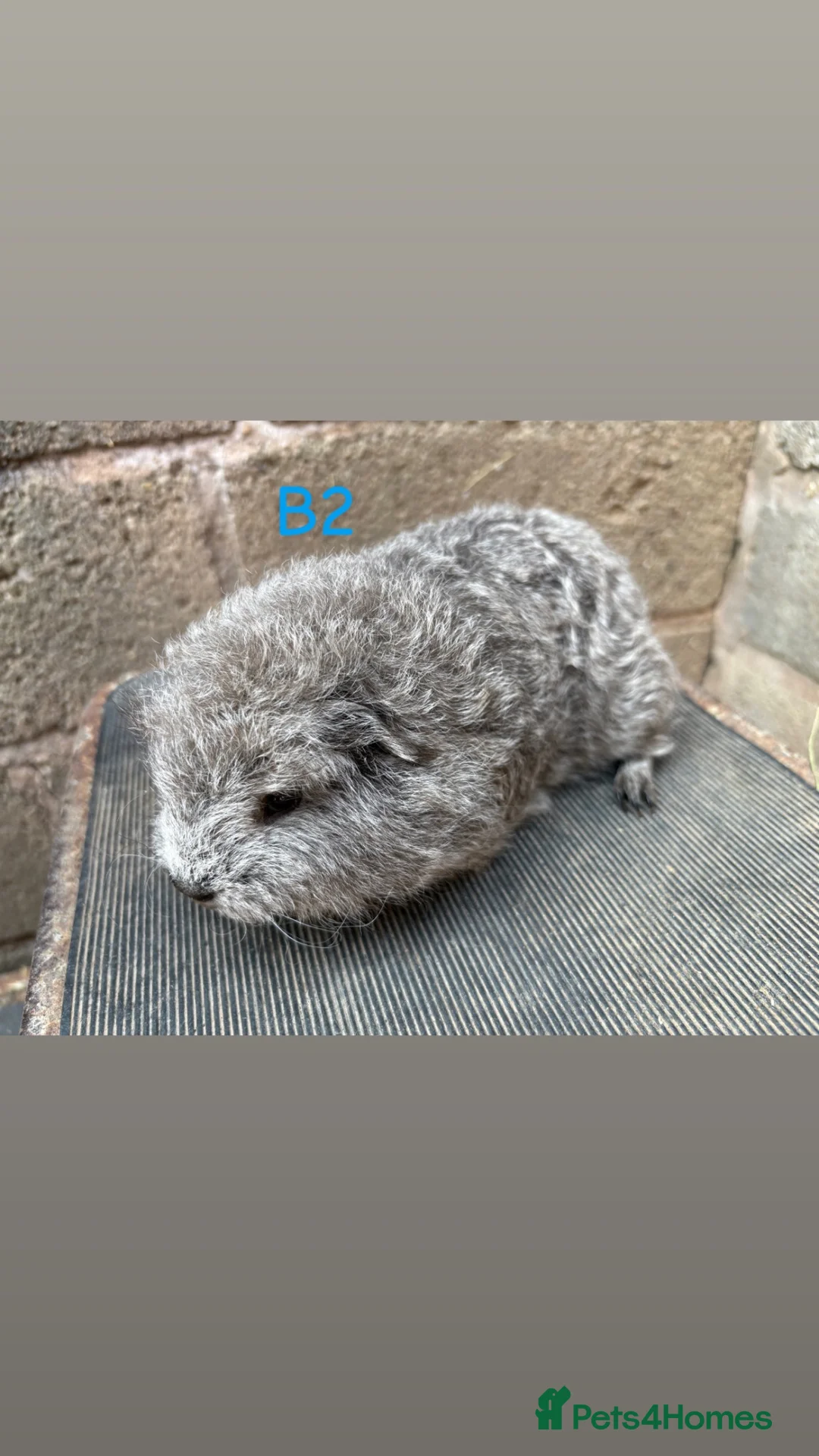 Guinea Pig rodents for sale: Young guinea pigs for sale  - Advert 2