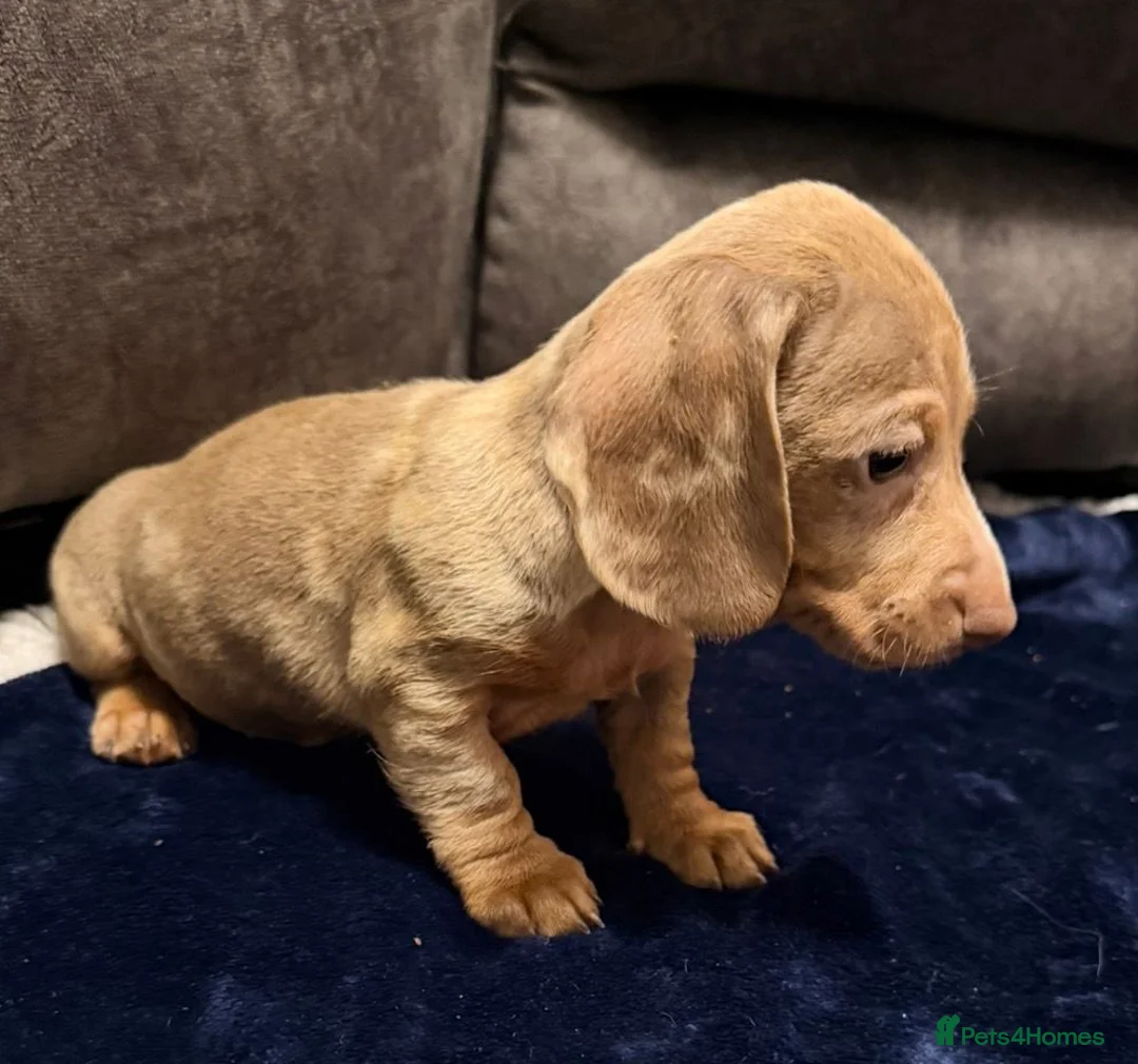 Miniature Dachshund dogs for sale: Miniature Dachshund Puppies - Advert 5