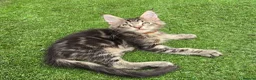Maine Coon cats for sale: Last Boy Ready now Tica MaineCoon  - Advert 2