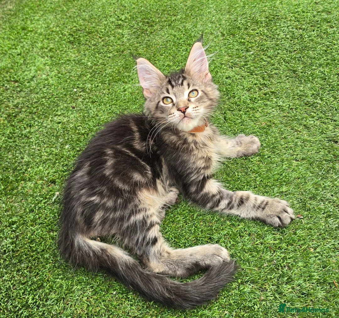 Maine Coon cats for sale: Last Boy Ready now Tica MaineCoon  - Advert 2