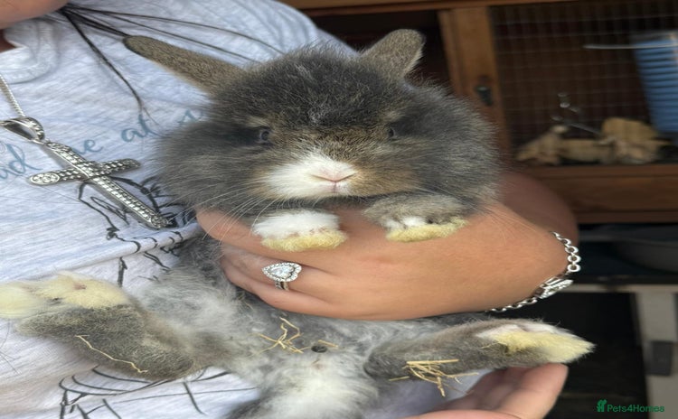 Lionhead rabbits - Advert 3