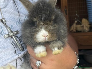 Lionhead rabbits - Advert 1