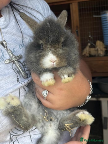 Lionhead rabbits - Advert 1