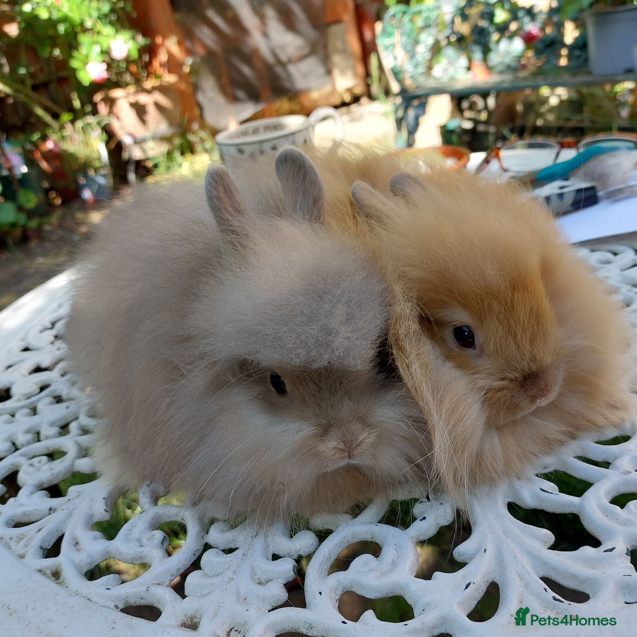 Netherland Dwarf rabbits NEATHERLAND DWARF x BABIES  - Advert 1