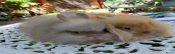 Netherland Dwarf rabbits for sale: NEATHERLAND DWARF x BABIES  - Advert 6