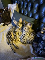 Savannah cats - Advert 1
