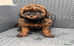Cavapoo dogs for sale: 🔥 1 left Ready to go cavapoo puppy’s🔥 - Image 2