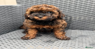 Cavapoo dogs - Advert 15