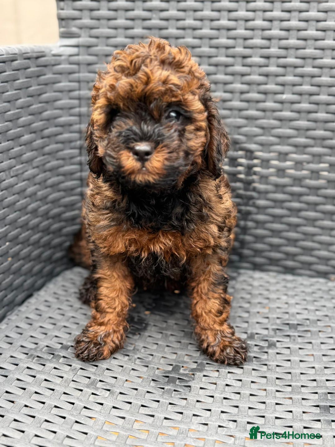 Cavapoo dogs for sale: 🔥 1 left Ready to go cavapoo puppy’s🔥 - Image 2