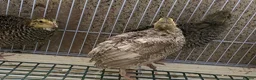 Quail poultry for sale: Japanese quails  - Advert 2