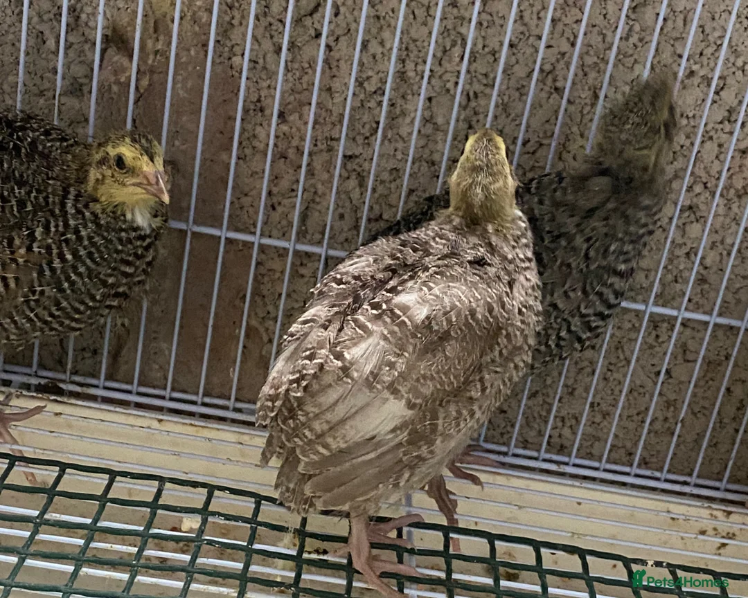 Quail poultry for sale: Japanese quails  - Advert 2