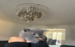 British Shorthair cats for sale: 6 British short hair kittens looking for a home!  - Image 4