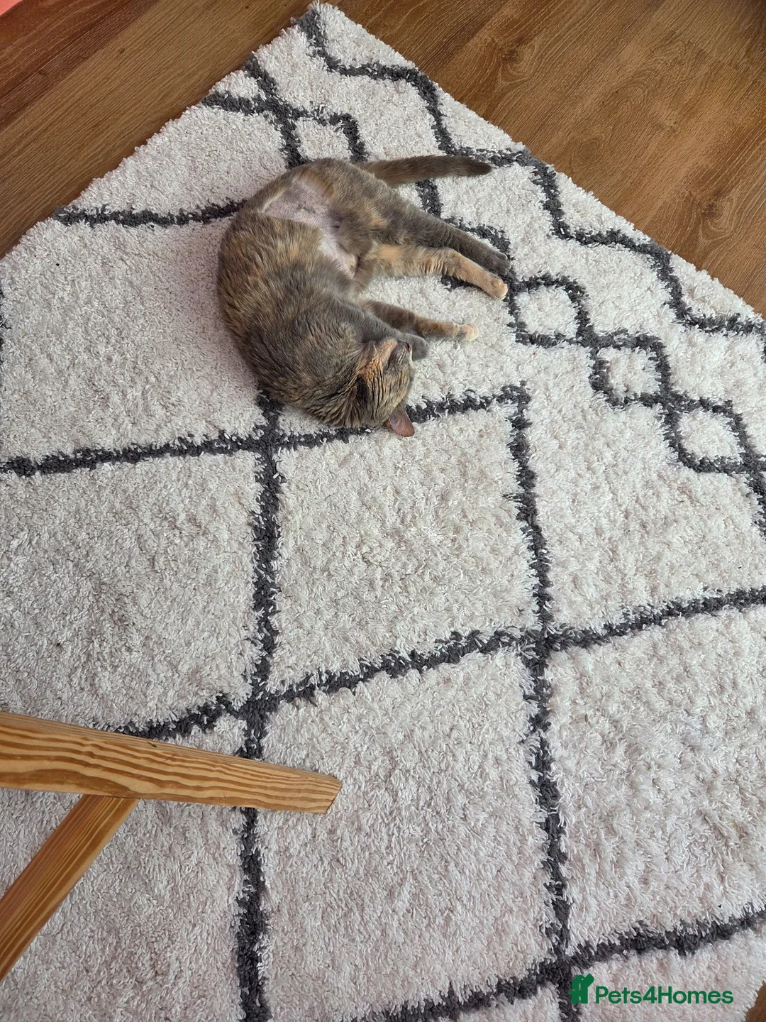 Mixed Breed cats for sale: Stella needs a forever home  - Advert 2