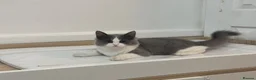 Ragdoll cats for sale: Her name reza in Feltham - Advert 1