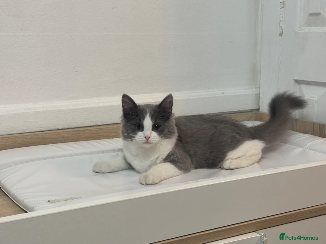 Ragdoll cats for sale: Her name reza in Feltham - Advert 1