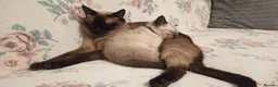 Ragamese cats for sale: Gorgeous Ragdoll x Siamese Kittens - Advert 34