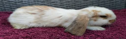 Mini Lop rabbits for sale: Cute French x Mini Lop Ready to Go!!! - Advert 19